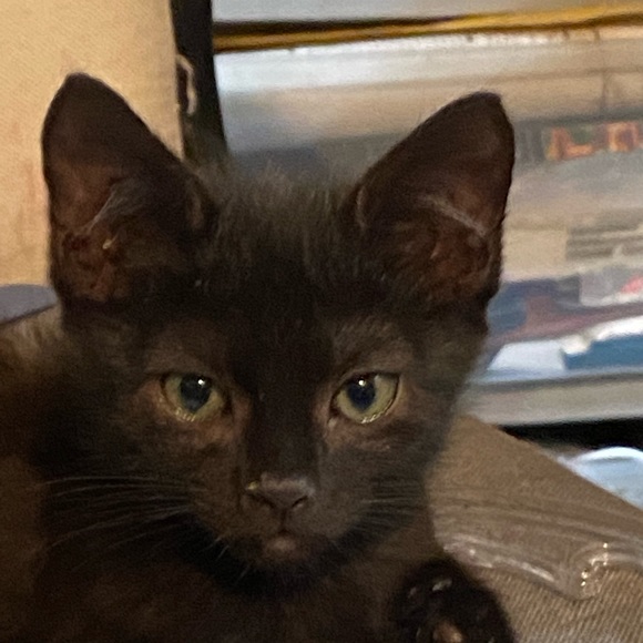 Meet your Posher, Dwana - Picture 4 of 16